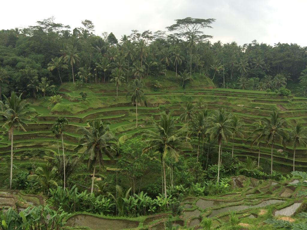 Pangkung House Apartment Ubud  Bagian luar foto